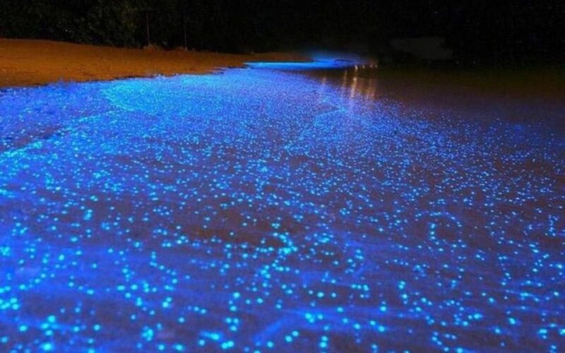 Night Snorkel Experience in Cancun - Inclusions and Equipment