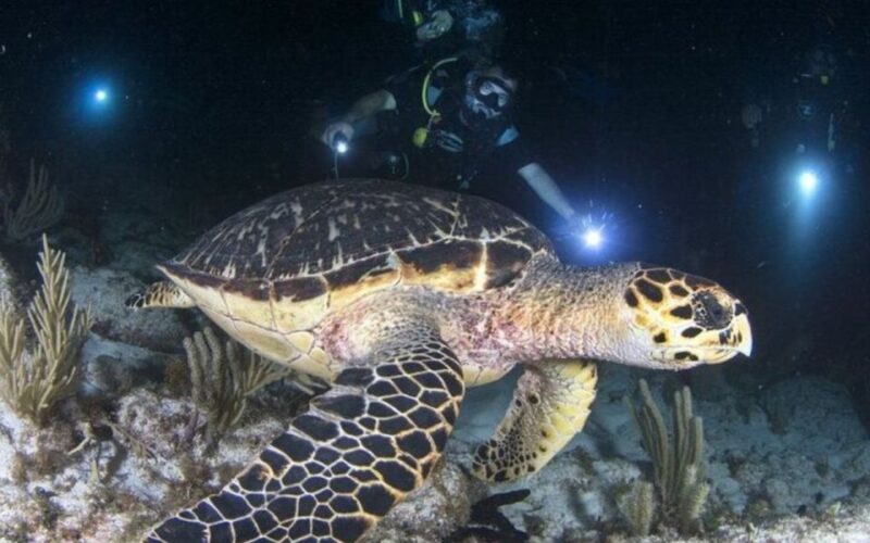 Night Snorkel Experience in Cancun - Important Guidelines