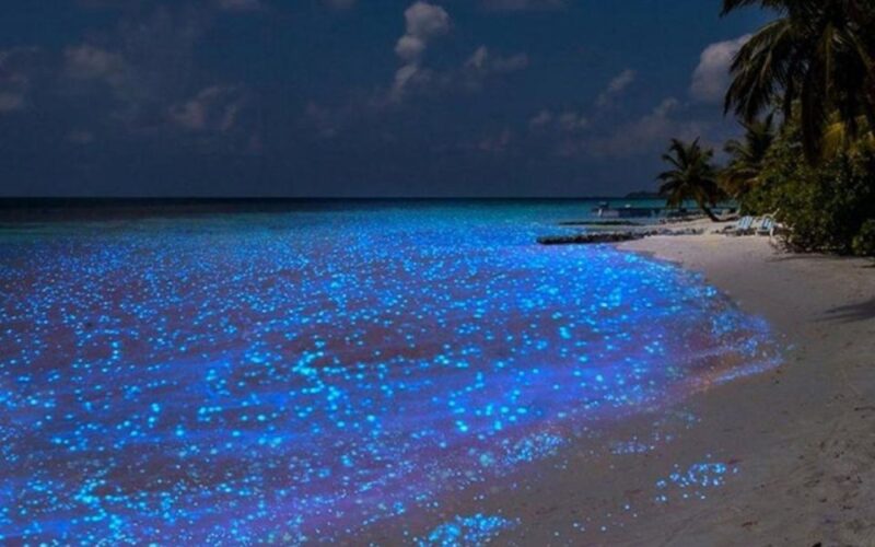 Night Snorkel Experience in Cancun - Exploring Nocturnal Marine Life