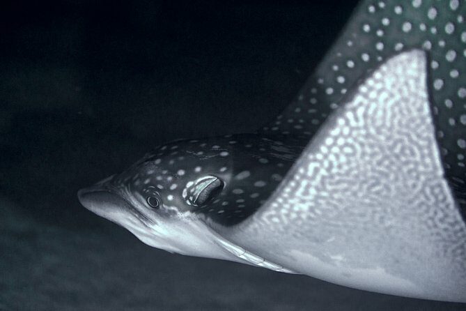 Night Snorkeling - Key Points