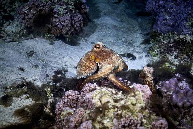Night Snorkeling - The Value of the Tour: Is It Worth It?