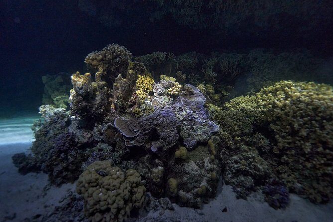 Night Snorkeling - Final Thoughts: Who Will Love This Tour?