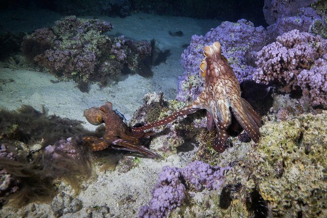 Night Snorkeling - Final Words