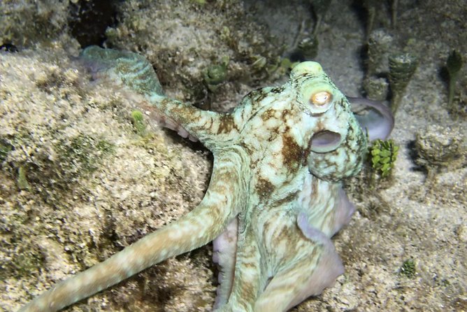 Night Snorkeling - Observation of Octopus and Other Species - Safety and Accessibility