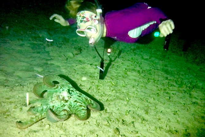 Night Snorkeling - Observation of Octopus and Other Species - Positive Customer Feedback