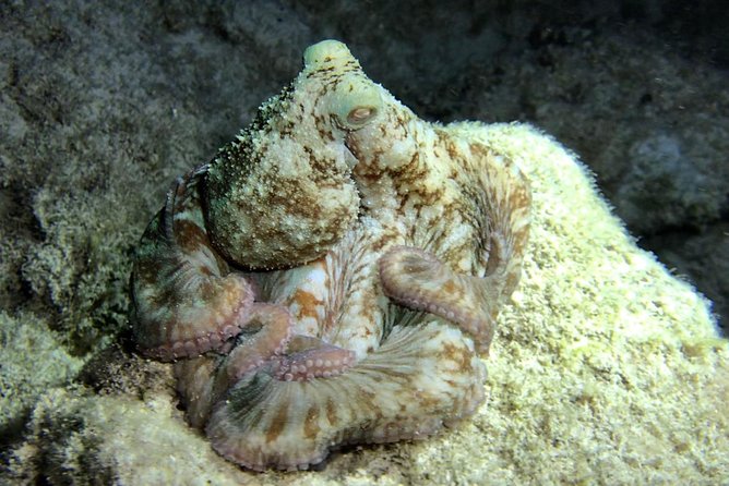 Night Snorkeling - Observation of Octopus and Other Species - Overall Sentiment