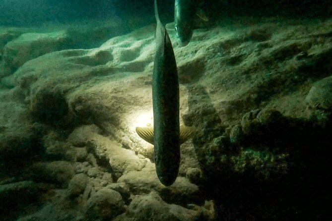 Night Snorkeling With Tarpons - Encountering Tarpons and Other Creatures
