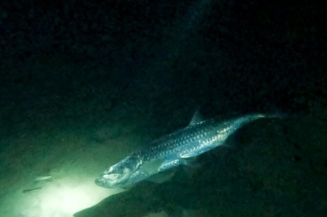 Night Snorkeling With Tarpons - Underwater Flashlights and Visibility
