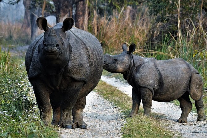 Night Stay in Chitwan National Park, 2 Nights 3 Days Package - Tour Highlights