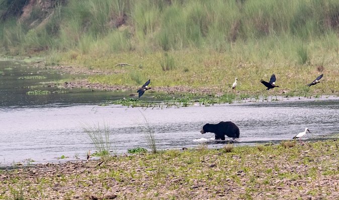 Night Stay in Chitwan National Park, 2 Nights 3 Days Package - Wildlife and Nature