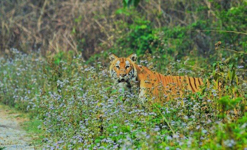 Night Stay in Jungle Tower 2 Nights Package at Chitwan - Experience Highlights