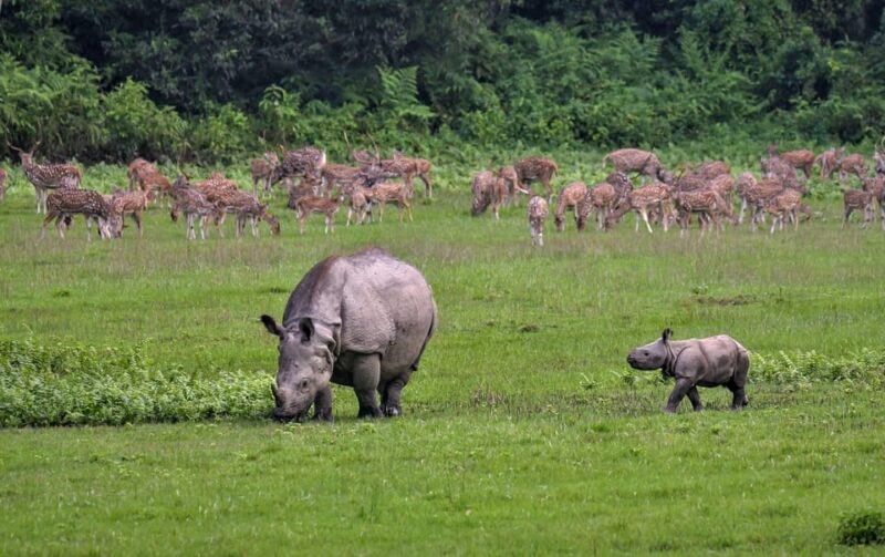 Night Stay in Jungle Tower 2 Nights Package at Chitwan - Important Information