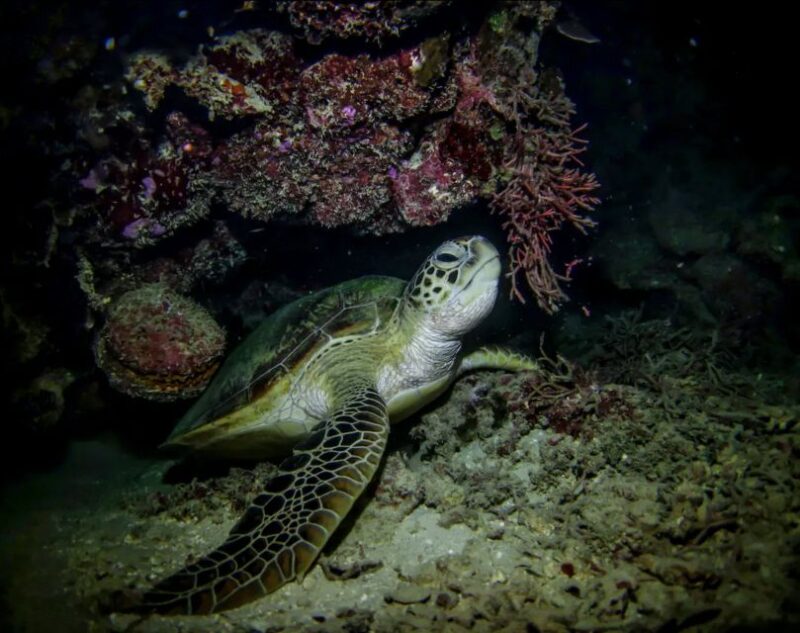 Night Time Snorkel At Turtle Town With Lights And Stars - Experience Highlights