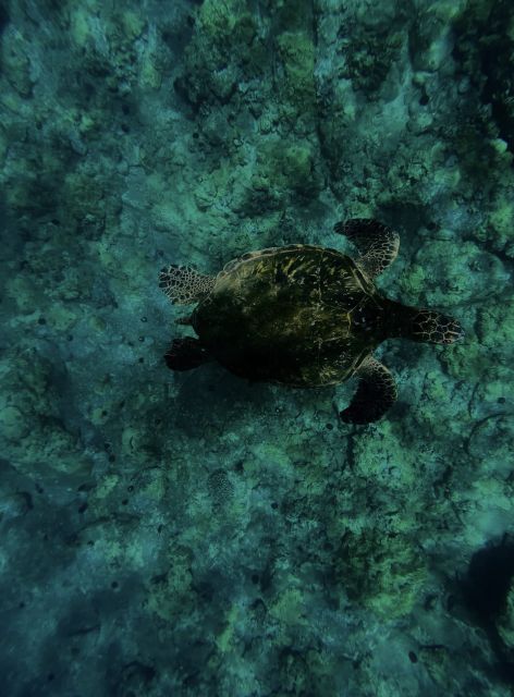 Night Time Snorkel At Turtle Town With Lights And Stars - Equipment and Inclusions