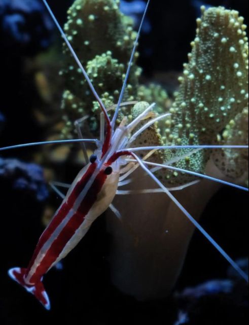 Night Time Snorkel At Turtle Town With Lights And Stars - Customer Reviews