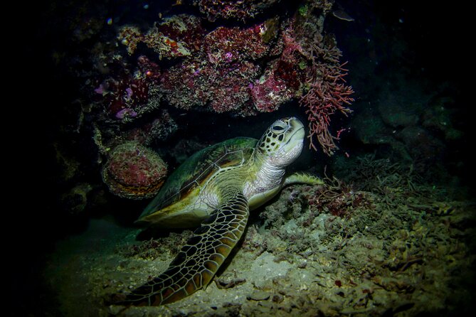 Night-Time Snorkel at Turtletown With Stars, Lights, and Photos - Traveler Fitness Requirements