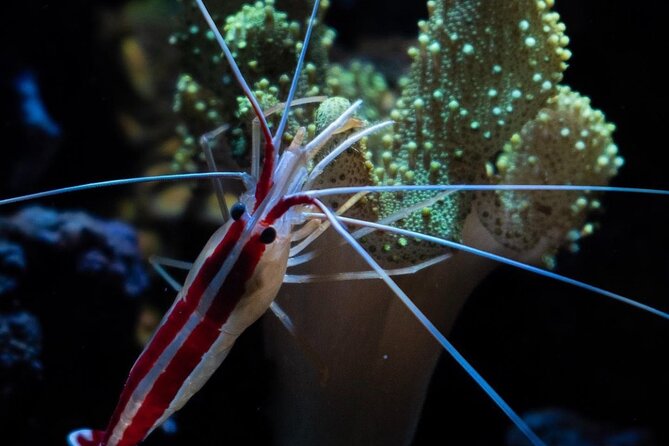 Night-Time Snorkel at Turtletown With Stars, Lights, and Photos - Booking and Cancellation Policy
