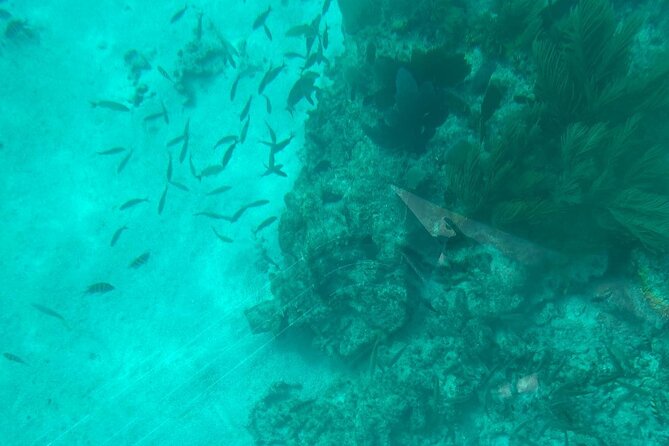 Night Tour Glass Bottom Boat in Islamorada - Accessibility Features