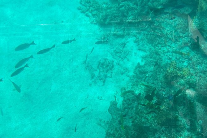 Night Tour Glass Bottom Boat in Islamorada - Nighttime Exploration