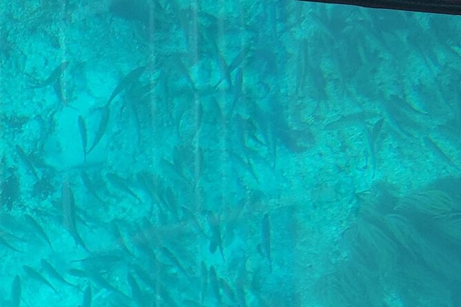 Night Tour Glass Bottom Boat in Islamorada - Unique Experience