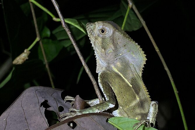 Night Tour Guided Experience Uvita - Nocturnal Wildlife Sightings