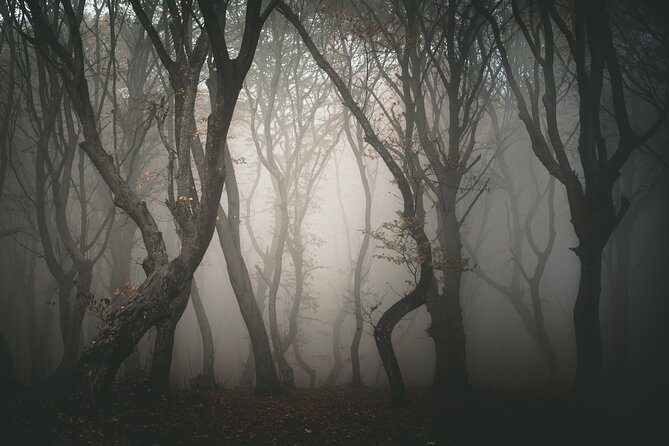 Night Tour in Hoia Baciu Forest - Tour Details and Inclusions
