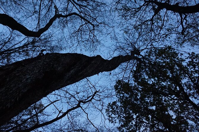 Night Tour in Hoia Baciu Forest - Schedule and Availability