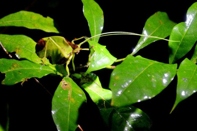 Night Tour in Monteverde - Tour Overview
