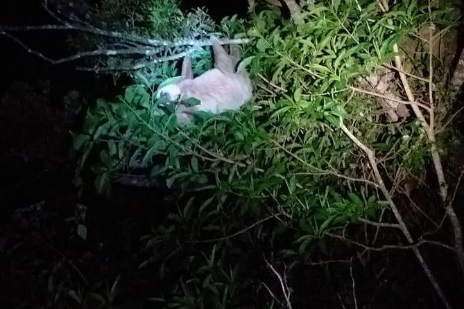Night Tour in Monteverde - Whats Included