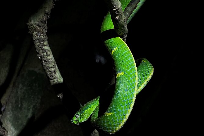 Night Tour in Monteverde Tropical Forest - Inclusions and Costs