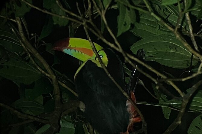 Night Tour in Monteverde Tropical Forest - Personalized Attention