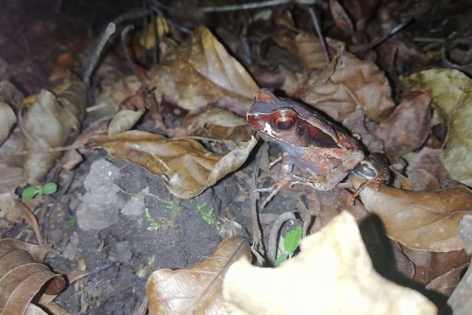 Night Tour La Fortuna - Wildlife Experience