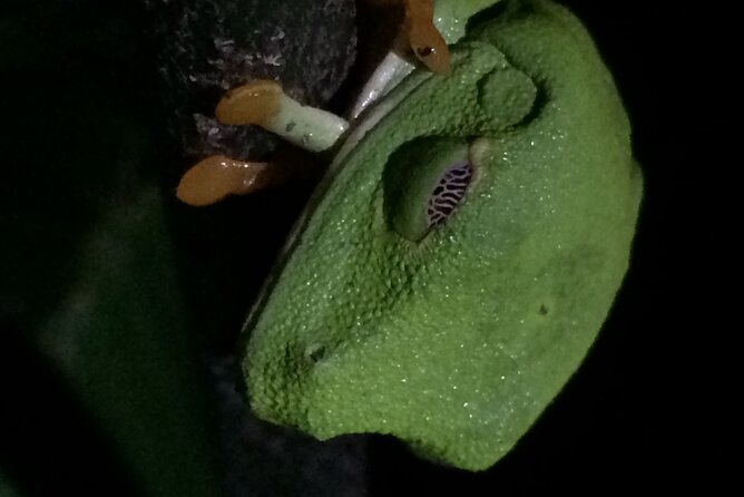 Night Tour Manuel Antonio or Monteverde - What to Expect