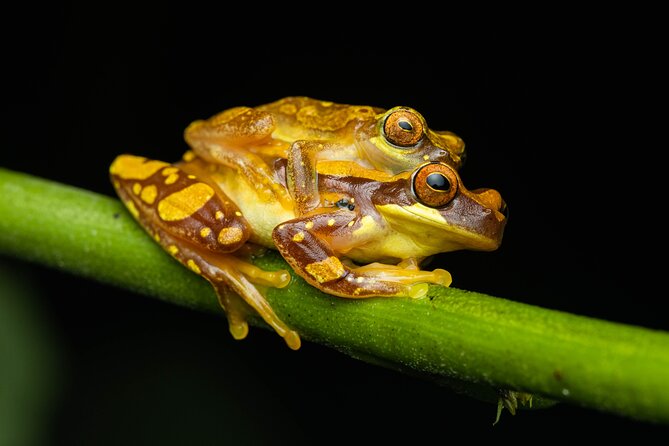 Night Tour Through the Tropical Forest at Tifakara - Location and Meeting Point