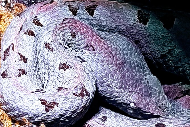 Night Tours at the Biological Station in Bri Bri - Tour Inclusions and Accessibility