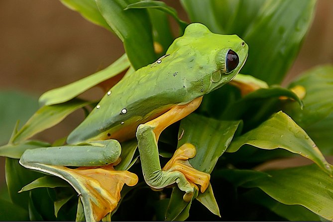 Night Tours at the Biological Station in Bri Bri - Reviews and Ratings
