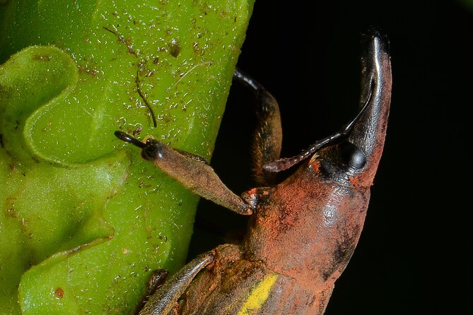 Night Walk Among the Natural Jewels of Monteverde - Key Points