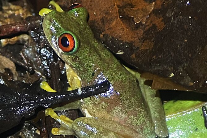 Night Walk Among the Natural Jewels of Monteverde - Meeting and End Point