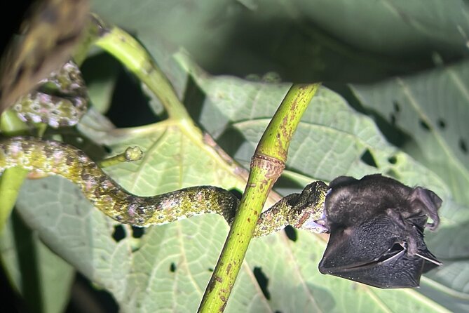 Night Walk at the Monteverde Refuge - Key Points