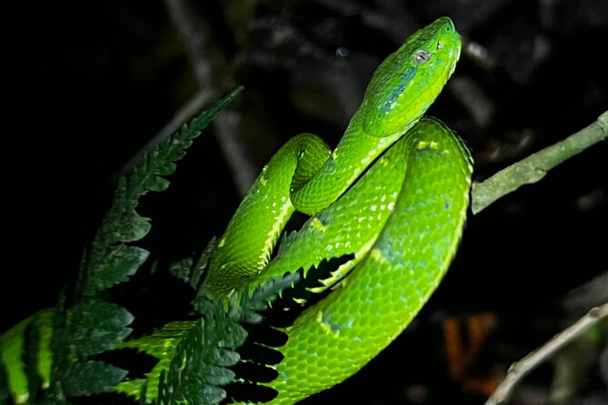 Night Walk at the Monteverde Refuge - Meeting Details