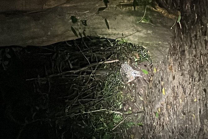 Night Walk at the Monteverde Refuge - Refuge Exploration