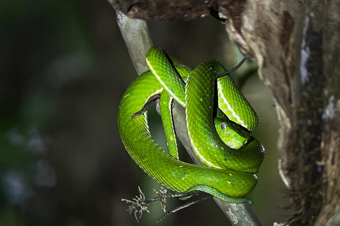 Night Walk at the Monteverde Refuge - Visitor Experiences