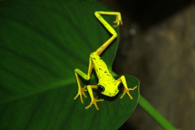Night Walk Experience at Natura Eco Park, (Frogs Snakes Mammals Insects Birds) - Tour Logistics and Meeting Point