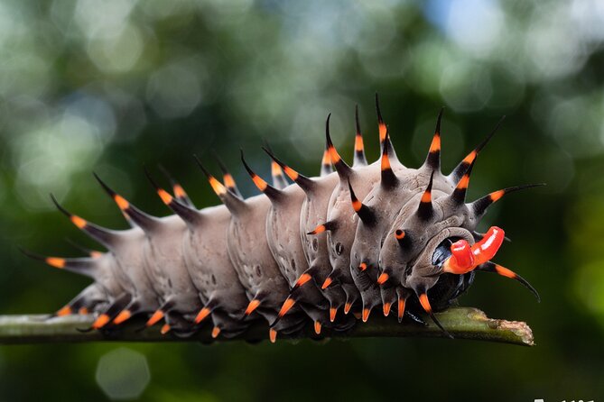 Night Walk in Cairns Botanic Gardens - Lets Go Buggin - Exploring Hidden Garden Subjects