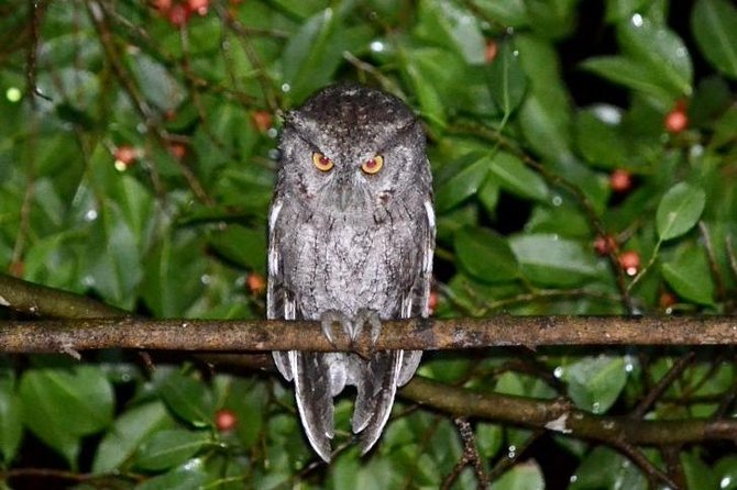 Night Walk in Monteverde - Tour Details