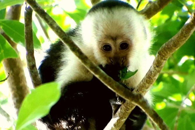 Night Walk in Monteverde - Nocturnal Wildlife
