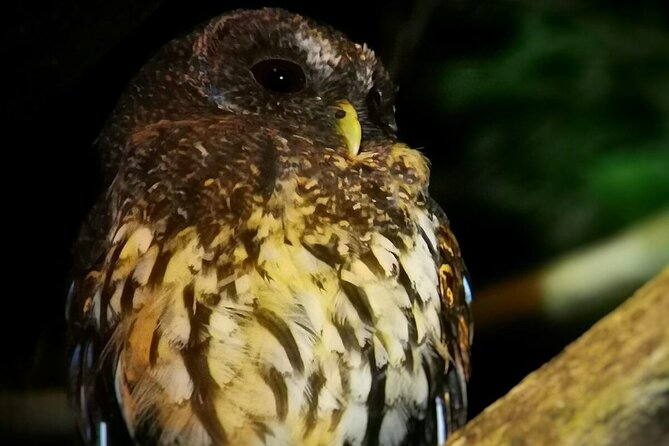 Night Walk in the Monteverde Cloud Forest. - Exploring the Nocturnal Wildlife