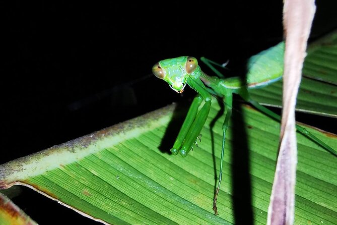 Night Walk in the Monteverde Cloud Forest. - Traveler Reviews and Ratings