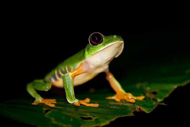 Night Walk in Tortuguero - Key Points