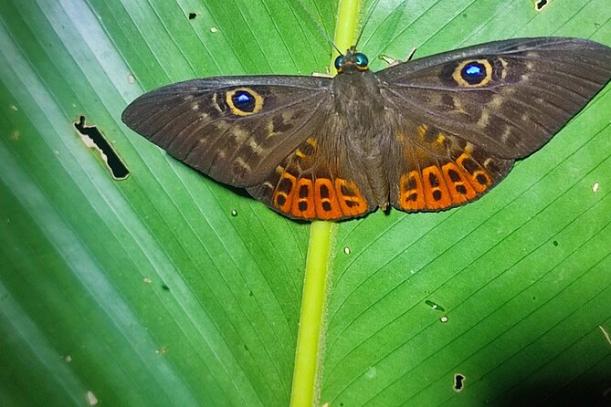 Night Walk in Tortuguero - Gear Recommendations and Pricing